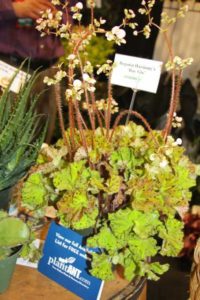 Begonia ‘Harmony’s Ray Glo’ (Ag-3)