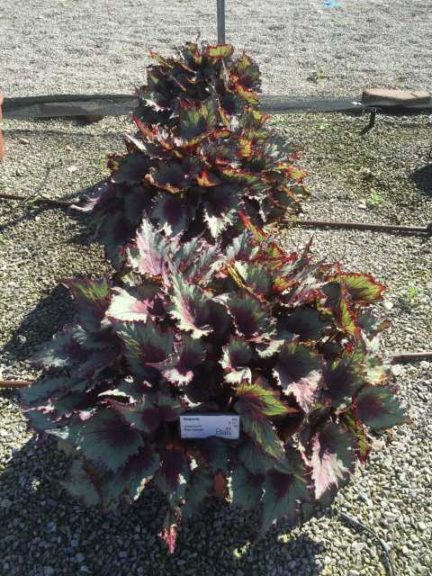 2016 Ohio State University Field Trials