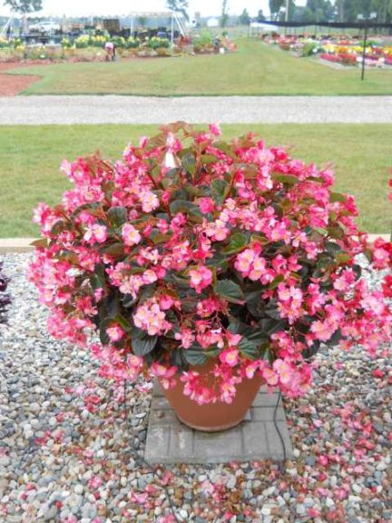 2016 C. Raker & Sons Field Trials Results