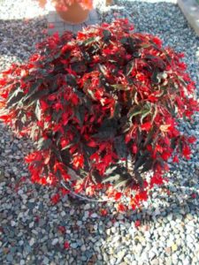 2016 C. Raker & Sons Field Trials Results