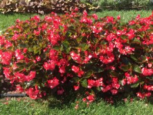 2016 Ohio State University Field Trials