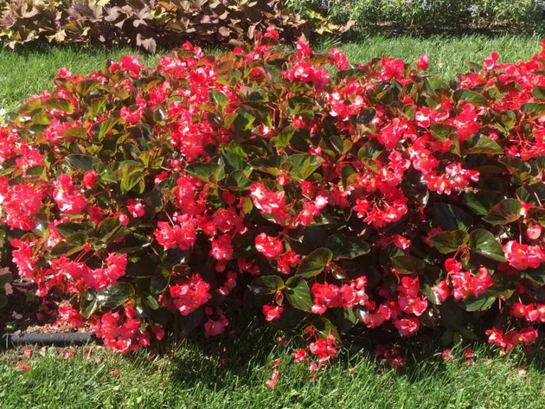 2016 Ohio State University Field Trials