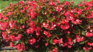 2016 The Ohio State University Field Trials Results