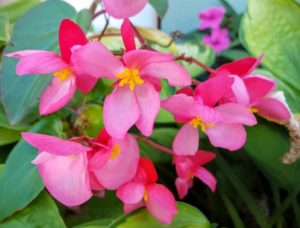 2016 Pike Creek Horticulture Center Field Trials Results