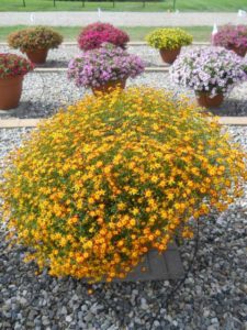 2016 C. Raker & Sons Field Trials Results