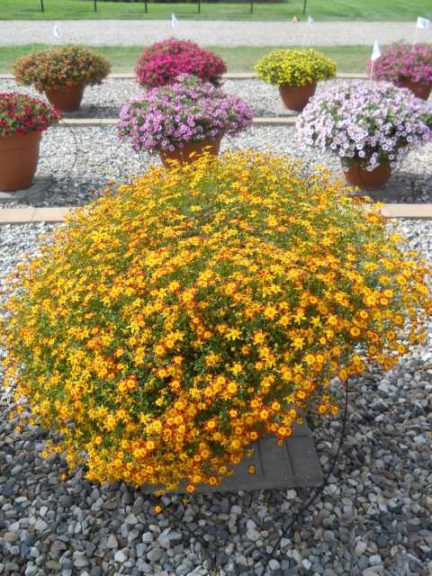 2016 C. Raker & Sons Field Trials Results