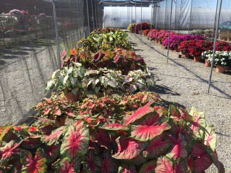 2016 Ohio State University Field Trials