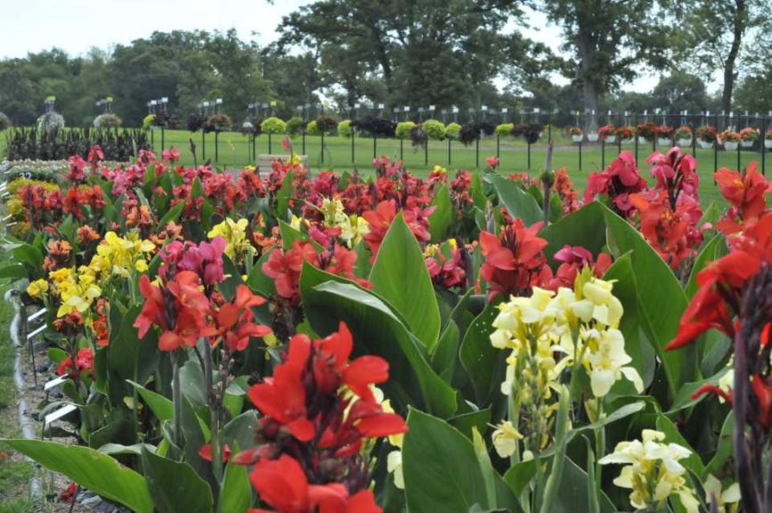 2016 C. Raker & Sons Field Trials Results