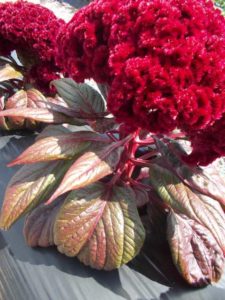 2016 C. Raker & Sons Field Trials Results