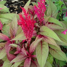 2016 Pike Creek Horticulture Center Field Trials Results