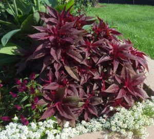 2016 Pike Creek Horticulture Center Field Trials Results