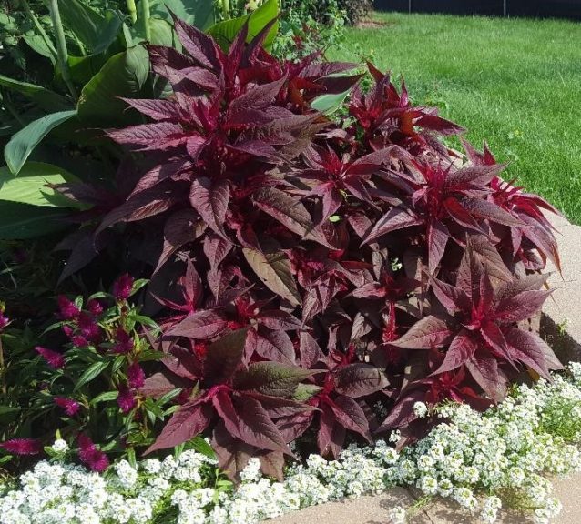 2016 Pike Creek Horticulture Center Field Trials Results