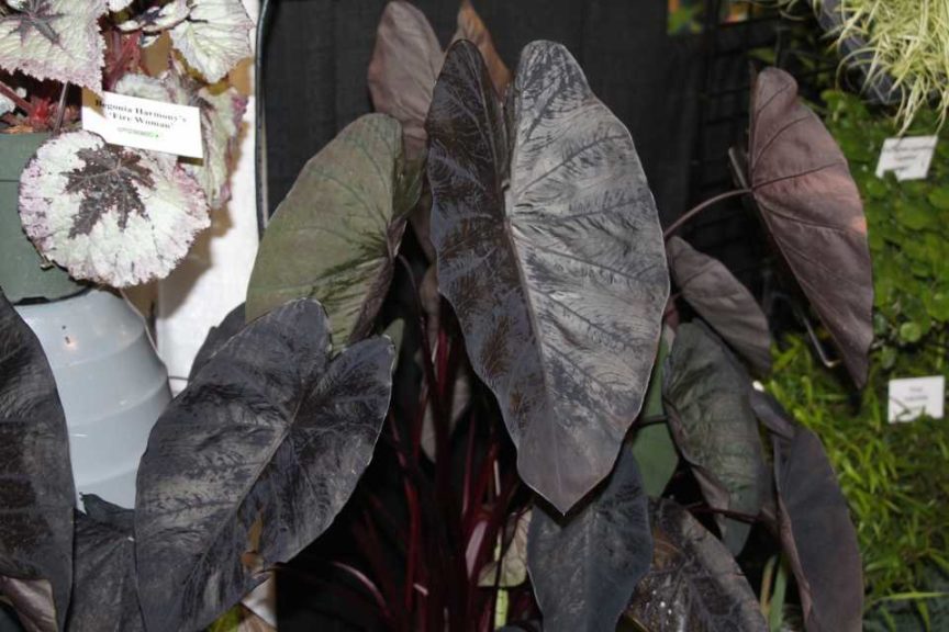Colocasia ‘Black Sapphire Gecko’ (Ag-3)