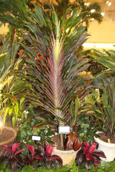 Cordyline fruticose ‘Singapore Twist’ (Excelsa Gardens, Inc.)