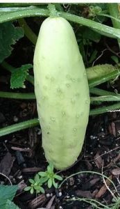 2016 Pike Creek Horticulture Center Field Trials Results