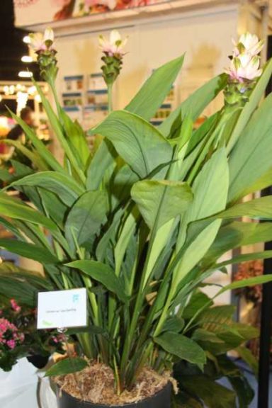 Curcuma ‘Sparkling’ (ForemostCo. Inc.)