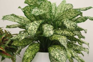 Dieffenbachia ‘White Blizzard’ (Costa Farms)