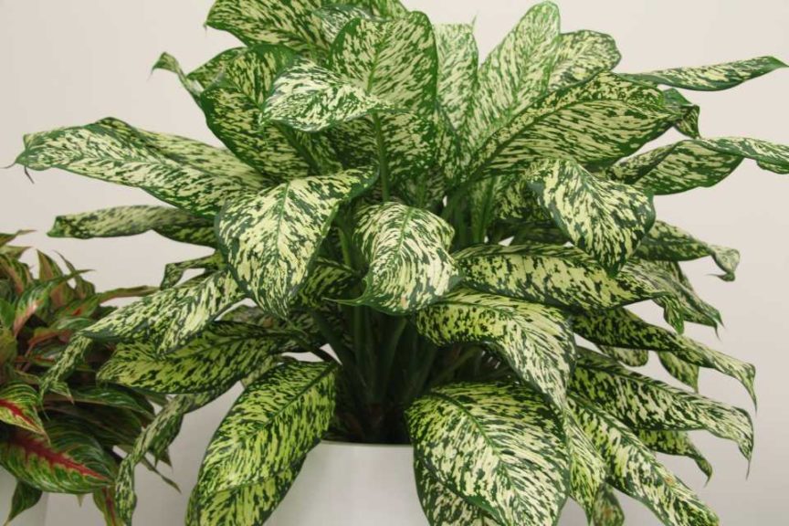 Dieffenbachia ‘White Blizzard’ (Costa Farms)