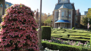 Princettia Euphorbias Charm Vacationers at Disney Resorts