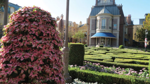 Princettia Euphorbias Charm Vacationers at Disney Resorts
