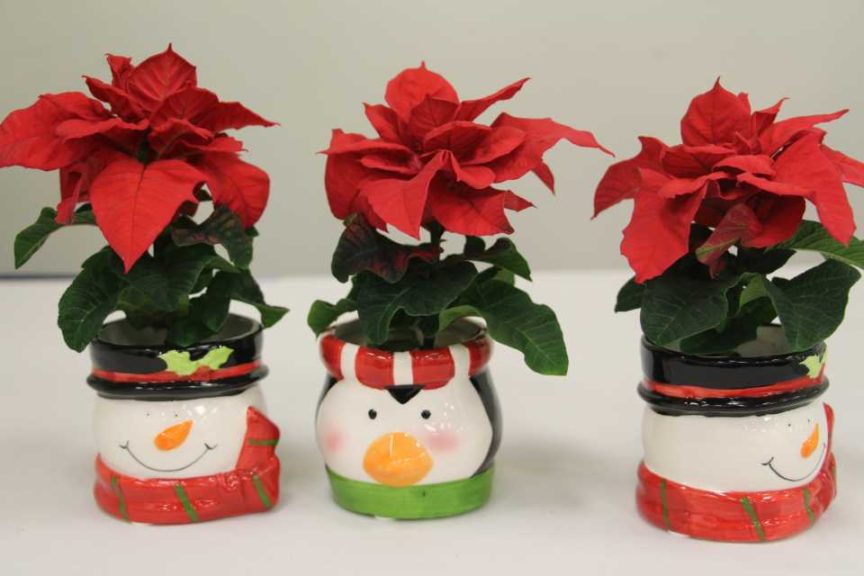 Euphorbia ‘Quisma’s Star’ (Deroose Plants, Inc.)