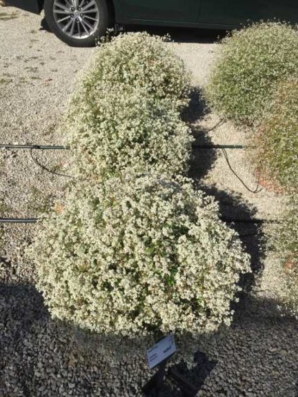 2016 Ohio State University Field Trials