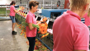 Why Greenhouse Automation Fits Well With Social Distancing