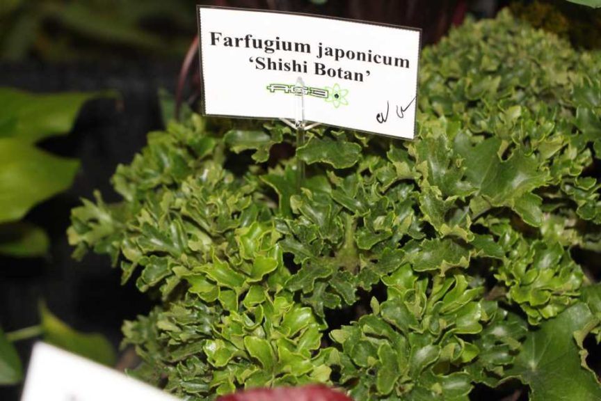 Farfugium japonicum ‘Shishi Botan’ (Ag-3)