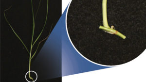 Successful Propagation of Purple Fountain Grass From Single-Internode Culm Cuttings