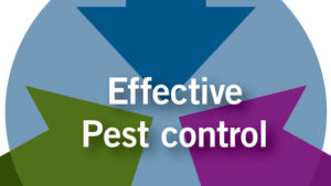 Prevention and Early Intervention:  The Keys to Biocontrol Success in Greenhouse Crops