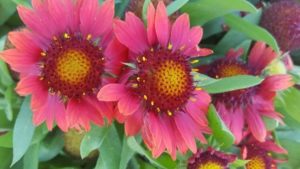 2016 Pike Creek Horticulture Center Field Trials Results