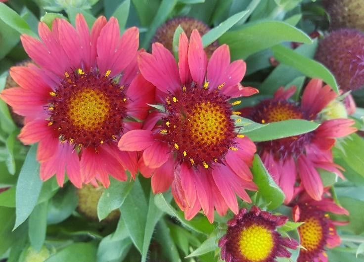 2016 Pike Creek Horticulture Center Field Trials Results