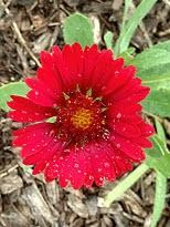 2016 Pike Creek Horticulture Center Field Trials Results