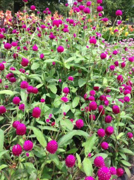 2016 Ohio State University Field Trials