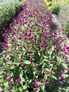 2016 C. Raker & Sons Field Trials Results