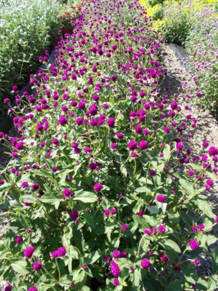 2016 C. Raker & Sons Field Trials Results