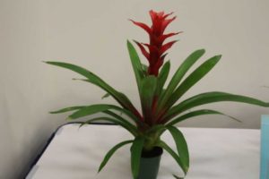 Guzmania ‘Rouche’ (Corn. Bak B.V.)