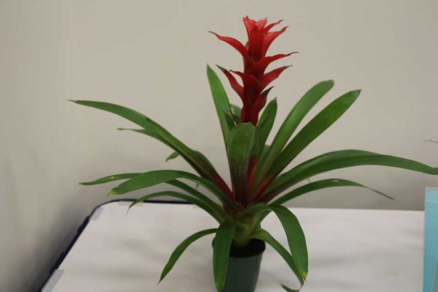 Guzmania ‘Rouche’ (Corn. Bak B.V.)