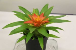 Guzmania ‘Stella’ (Exotic Plant)