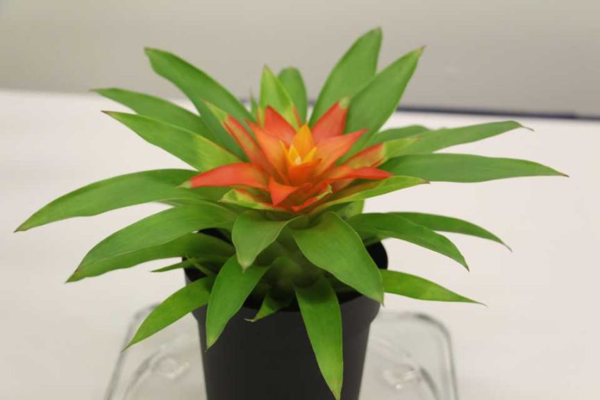 Guzmania ‘Stella’ (Exotic Plant)