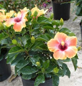 Hibiscus rosa-sinensis ‘Fiesta’ (Monrovia) 