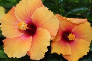 Hibiscus ‘Hollywood Gossip Queen’ (J. Berry Nursery)