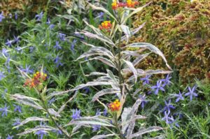 2016 C. Raker & Sons Field Trials Results