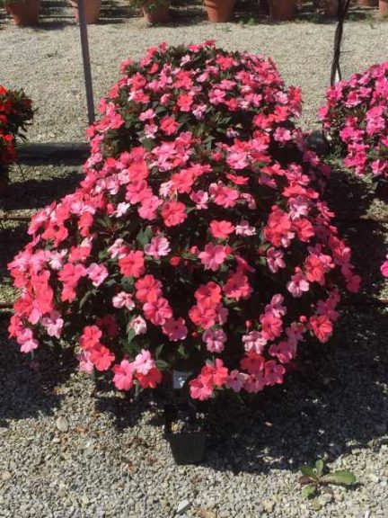 2016 Ohio State University Field Trials