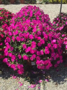 2016 Ohio State University Field Trials