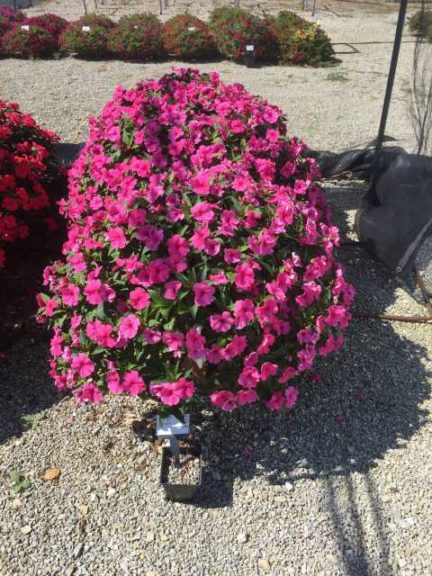 2016 Ohio State University Field Trials