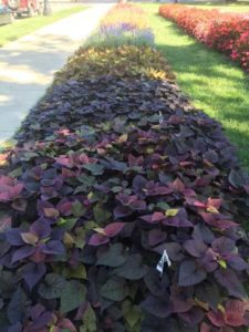 2016 Ohio State University Field Trials