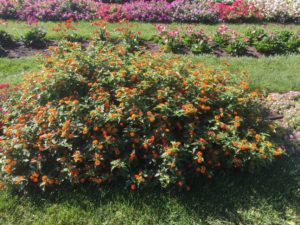 2016 Ohio State University Field Trials