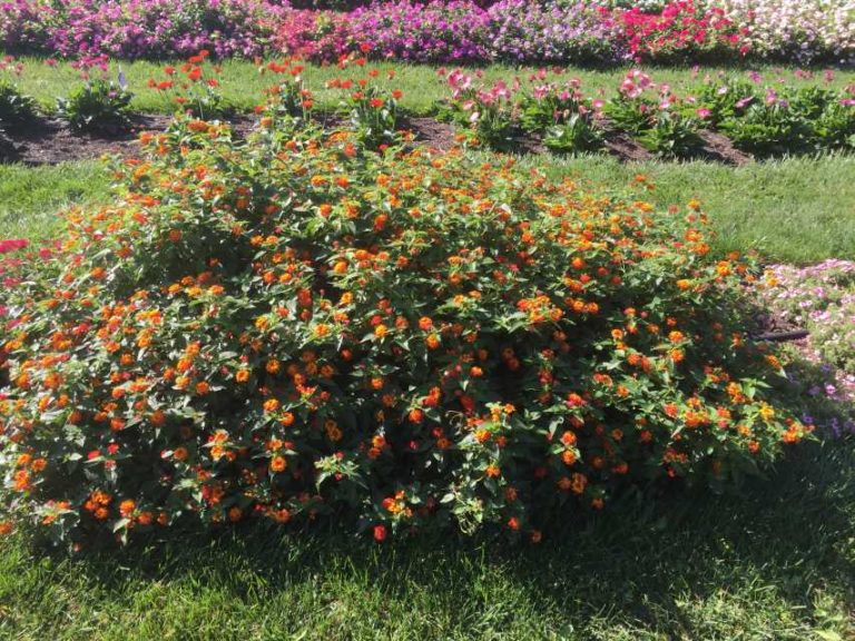 2016 Ohio State University Field Trials