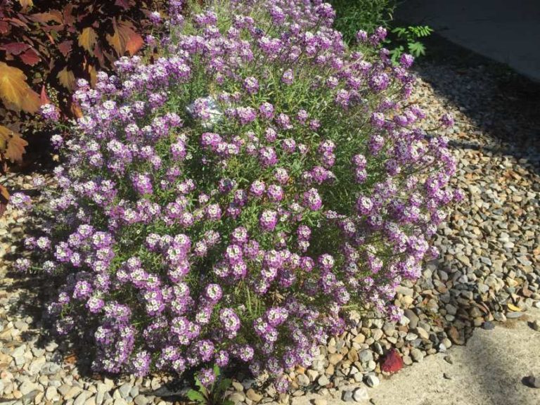 2016 Ohio State University Field Trials